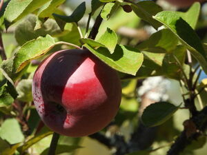 Roter Herbst